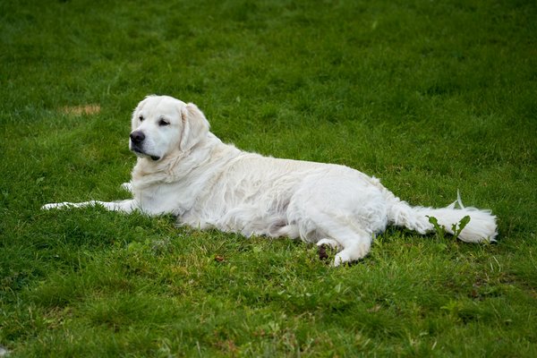 Berger Américain Miniature vs Berger Blanc Suisse : Un Guide Comparatif