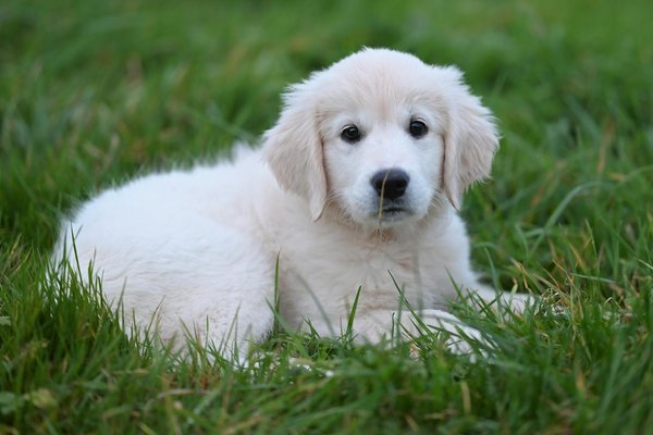 Créez un album photo chien personnalisé avec Flexilivre