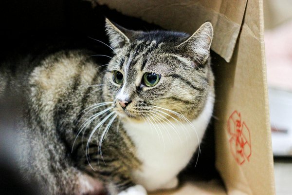 Munchkin : le chat intelligent à petites pates avec un grand cœur